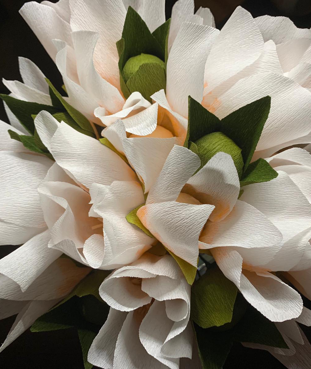 Magnolia